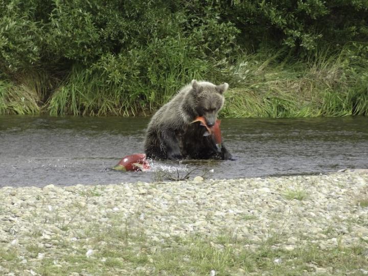 Crystla Creek Lodge bear eating salmon